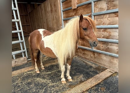 Shetland Ponys, Merrie, 8 Jaar, 93 cm, Gevlekt-paard