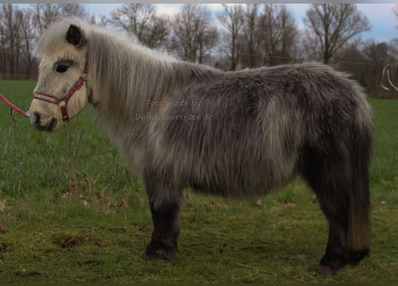 Shetland Ponys, Merrie, 8 Jaar