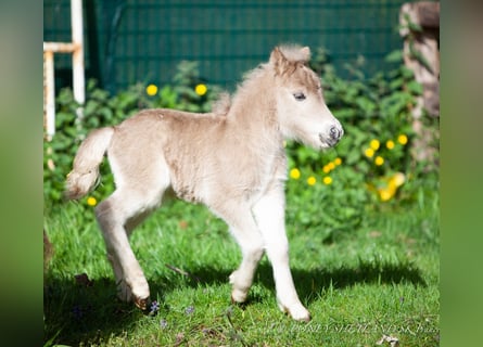 Shetland Ponys, Merrie, veulen (04/2024), 100 cm, Vos