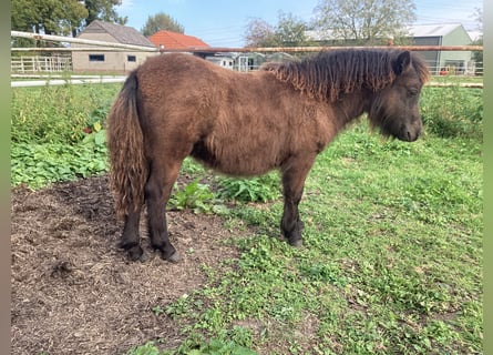 Shetland Ponys, Merrie, veulen (04/2024), 100 cm, Zwart