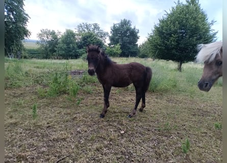 Shetland Ponys, Merrie, Veulen (04/2025), 105 cm, Zwart