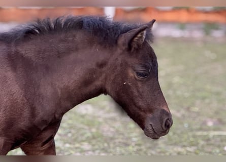 Shetland Ponys, Merrie, Veulen (05/2025), 105 cm, Zwart