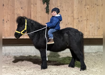 Shetland Ponys, Ruin, 11 Jaar, 100 cm, Blauwschimmel