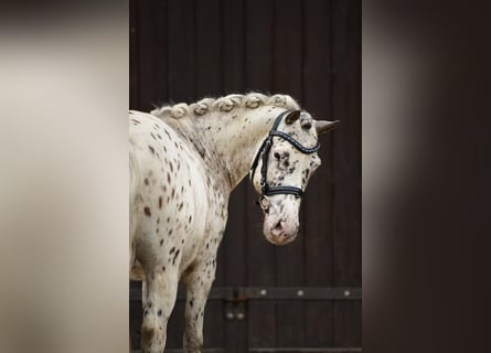 Shetland Ponys, Ruin, 12 Jaar, 118 cm, Appaloosa