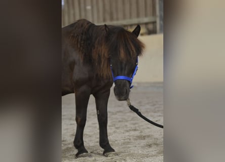 Shetland Ponys, Ruin, 13 Jaar, 112 cm, Zwart