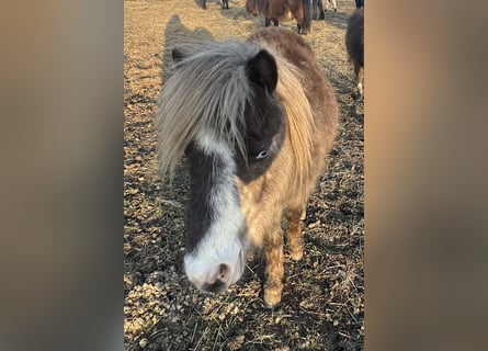 Shetland Ponys Mix, Ruin, 1 Jaar, 90 cm, Gevlekt-paard