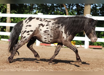 Shetland Ponys, Ruin, 3 Jaar, 82 cm