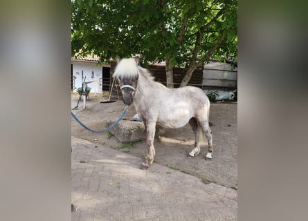 Shetland Ponys Mix, Ruin, 4 Jaar, 101 cm