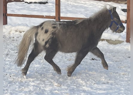 Shetland Ponys, Ruin, 5 Jaar, 102 cm, Appaloosa