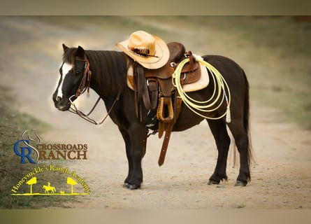 Shetland Ponys Mix, Ruin, 5 Jaar, 91 cm, Zwart