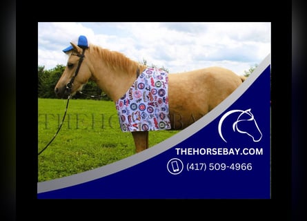 Shetland Ponys, Ruin, 5 Jaar, 94 cm, Palomino