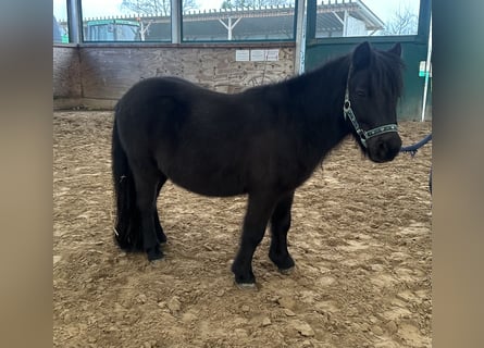 Shetland Ponys, Ruin, 5 Jaar, 95 cm, Zwart