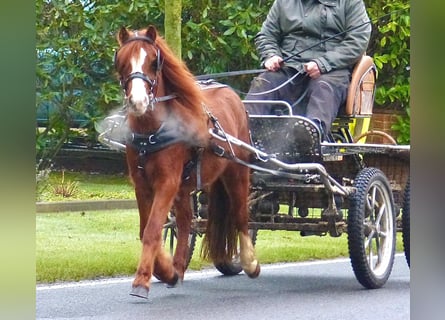 Shetland Ponys Mix, Ruin, 7 Jaar, 110 cm, Vos