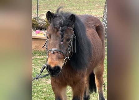 Shetland Ponys, Stute, 10 Jahre, 103 cm, Brauner