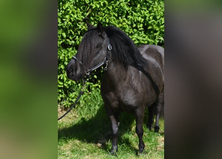 Shetland Ponys, Stute, 10 Jahre, 105 cm, Rappe