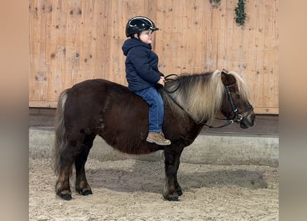 Shetland Ponys, Stute, 10 Jahre, 80 cm, Dunkelfuchs