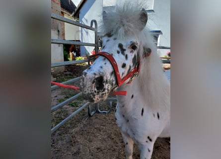 Shetland Ponys, Stute, 11 Jahre, 110 cm, Tigerschecke