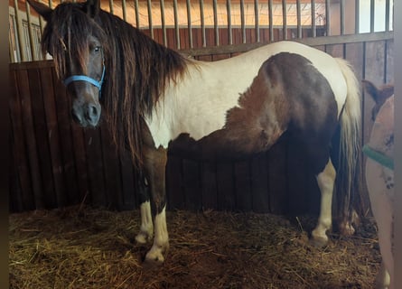 Shetland Ponys, Stute, 11 Jahre, 120 cm, Schecke