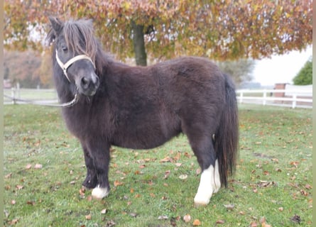Shetland Ponys, Stute, 11 Jahre, 85 cm, Schecke