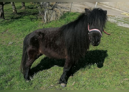 Shetland Ponys, Stute, 11 Jahre, 95 cm, Rappe