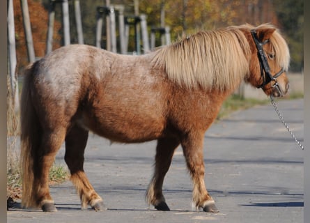 Shetland Ponys, Stute, 11 Jahre, 97 cm, Fuchs