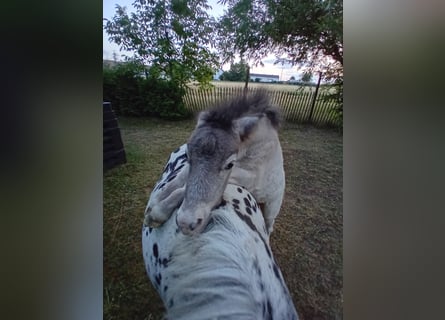 Shetland Ponys, Stute, 12 Jahre, 102 cm, Tigerschecke