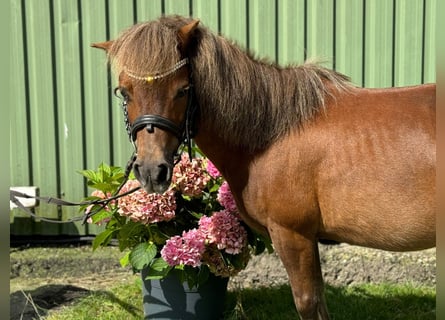 Shetland Ponys, Stute, 12 Jahre, 105 cm, Brauner