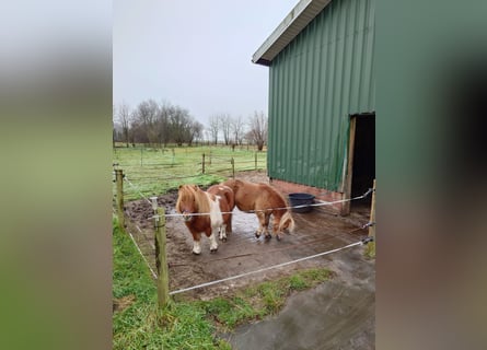 Shetland Ponys, Stute, 13 Jahre, 100 cm, Fuchs