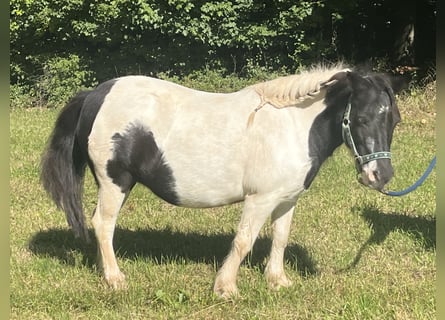 Shetland Ponys, Stute, 13 Jahre, 107 cm, Schecke