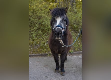 Shetland Ponys, Stute, 13 Jahre, 85 cm, Rappe