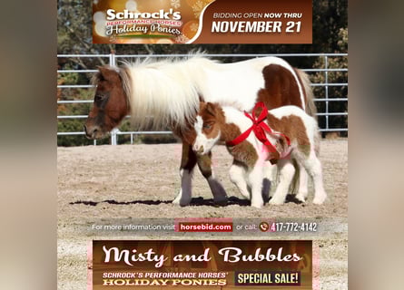 Shetland Ponys, Stute, 13 Jahre, 94 cm, Schecke