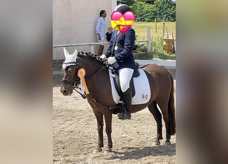 Shetland Ponys, Stute, 15 Jahre, 105 cm, Dunkelfuchs