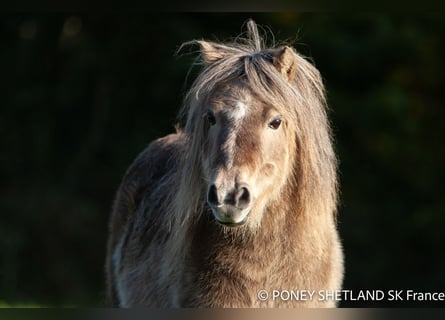 Shetland Ponys, Stute, 16 Jahre, 95 cm, Dunkelfuchs