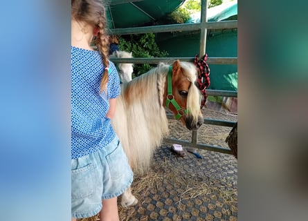 Shetland Ponys, Stute, 19 Jahre, 88 cm, Fuchs