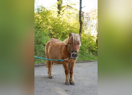 Shetland Ponys, Stute, 19 Jahre, 90 cm, Fuchs