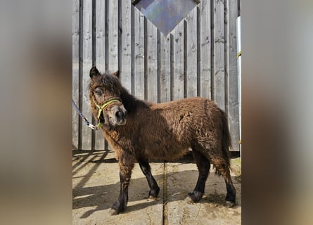 Shetland Ponys, Stute, 1 Jahr, 110 cm, Rappe