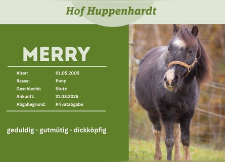 Shetland Ponys Mix, Stute, 21 Jahre, 101 cm, Rappe