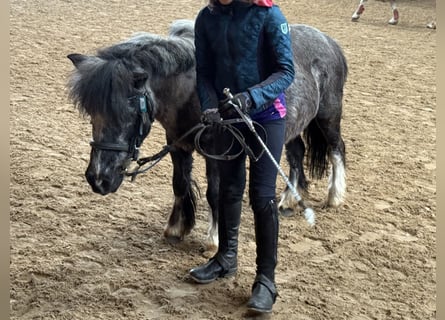 Shetland Ponys, Stute, 25 Jahre, 98 cm, Schecke