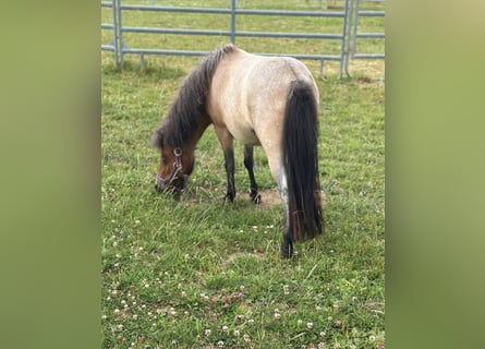 Shetland Ponys, Stute, 2 Jahre, 90 cm