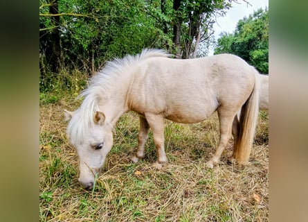 Shetland Ponys, Stute, 2 Jahre, Palomino
