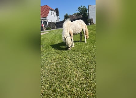 Shetland Ponys, Stute, 2 Jahre, Schecke