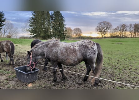 Shetland Ponys, Stute, 3 Jahre, 108 cm, Tigerschecke