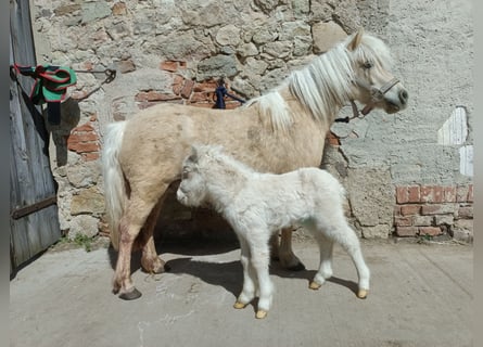 Shetland Ponys, Stute, 5 Jahre, 100 cm, Champagne
