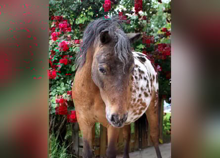 Shetland Ponys, Stute, 5 Jahre, 100 cm, Tigerschecke