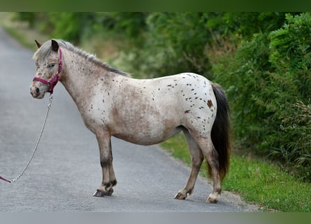 Shetland Ponys, Stute, 5 Jahre, 100 cm, Tigerschecke