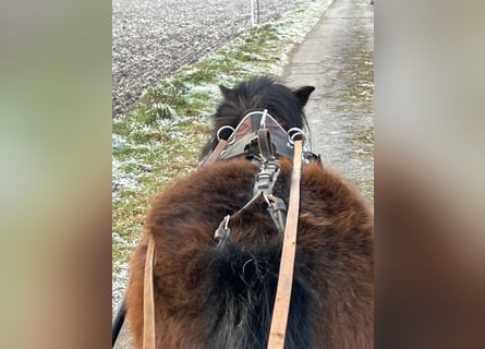 Shetland Ponys, Stute, 5 Jahre, 107 cm, Brauner