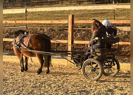 Shetland Ponys, Stute, 5 Jahre, 107 cm, Brauner