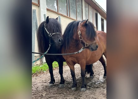 Shetland Ponys, Stute, 5 Jahre, 85 cm, Rappe