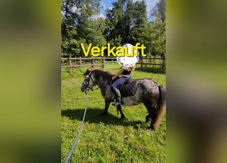 Shetland Ponys, Stute, 5 Jahre, 95 cm, Apfelschimmel