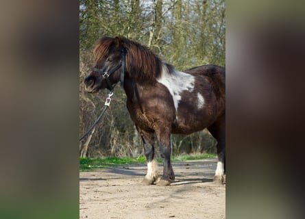 Shetland Ponys, Stute, 6 Jahre, 110 cm, Schecke